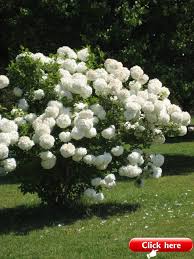 Top 15 Wunderschone Weisse Pflanzen Garten Ideen Epische Top 15 Wunderschone Weisse Pflanzen Garten Ideen The P White Plants Flowering Shrubs Beautiful Gardens
