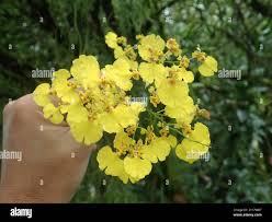 Image result for Ozoroa gomesiana