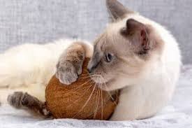 Past studies have shown that rat. Can Cats Eat Coconut 9 Interesting Facts