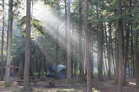 Central coast ranger district (temporarily … Cook Forest State Park Cooksburg 2021 All You Need To Know Before You Go With Photos Tripadvisor