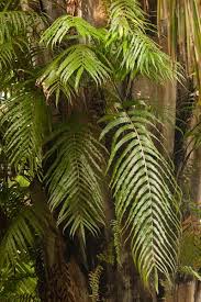 Image result for Stenochlaena