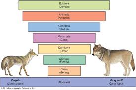 Carolus Linnaeus Biography Education Classification System Facts In 2020 Animal Classification Linnaeus Animals Of The World