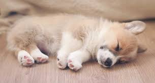 Everyone has heard horror stories about parents kept awake all night by an unhappy baby. How To Get A Puppy To Sleep And Reclaim Your Quiet Nights