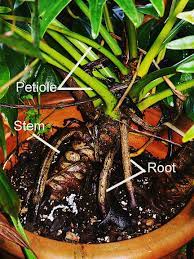 Dec 23, 2020 · philodendron xanadu care guide. Philodendron Xanadu Philodendron Xanadu Croat Mayo Boos Exotic Rainforest Rare Tropical Plants