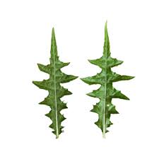 Image result for Acanthus montanus