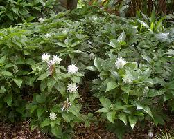 Image result for Justicia australis