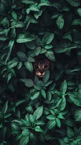 Plants Aesthetic Fotografii Zhivotnyh Portrety Domashnih Zhivotnyh Domashnee Zhivotnoe