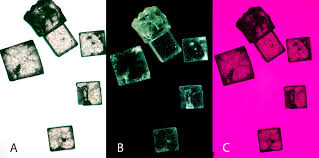 Image result for Polarized Microscopy