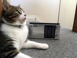 Maybe you would like to learn more about one of these? Purrfect Music For Calming Cats Helps With Visits To The Vet