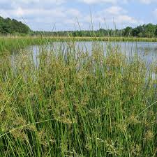 Image result for Juncus