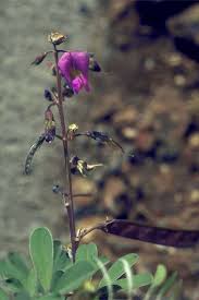 Image result for Tephrosia purpurea