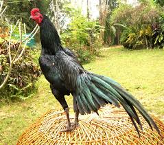 Gambar Ayam Bangkok Bagus Dan Berikut Ini Bisa Anda Lihat Secara Jelas Gambar Ayam Bangkok Bagus Dari Segi Fisik Tehnik Dan Prestasi Ya Ayam Bangkok Gambar