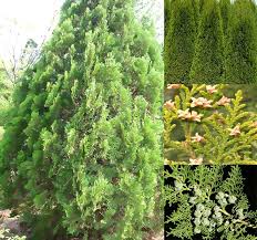 Image result for Platycladus orientalis