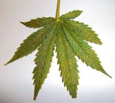 Learn how to get rid of the most common marijuana pests! Brown Spots On The Edges Of My Leaves Rollitup