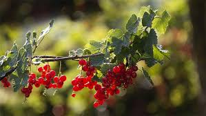 Johannistag in deutschland 2021, 2022, 2023. Johannistag Donnerstag 24 6 2021 Stilkunst De