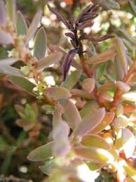 Image result for Suaeda plumosa