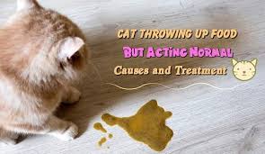 Check spelling or type a new query. 18 Penyebab Kucing Muntah Muntah Dan Cara Mengobatinya Lengkap