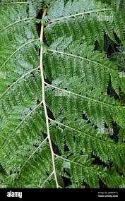 Image result for Microlepia speluncae