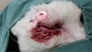 All cats are at risk for a corneal ulceration, but breeds with flat faces or pronounced eyes like the himalayan. Corneal Ulcer Treatment Dog Eye Ulcer Treatment In Brisbane