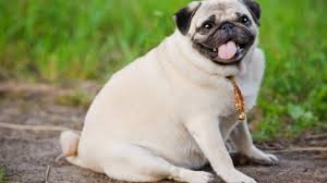 Image result for pugs