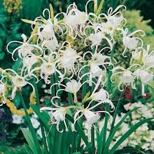 Ismene Peruvian Daffodil Dormant Bulbs 6 Pack 70228 The Home Depot Peruvian Daffodil Daffodils Daffodil Bulbs