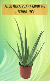 While an aloe plant requires more delicate trimming than other plants, following pruning methods will help you maintain your plant. Aloe Vera Plants