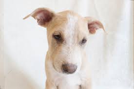 Helping animals live on since 1994 in the valley of the sun, adopted out over 60,000 pets, all pets are vaccinated, microchipped and steralized before going home at halo animal rescue Wallpaper Arizona Portrait Rescue Dog Baby White Black Male Animal Puppy Naked Fur Nose Eyes Sad Tucson Young Ears Az Marshall Pitbull Pima Whiskers Derek Bark Elwood Koalition Pacc 3000x2000