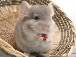 We did not find results for: Looking For A Starter Pet There S No Such Thing Peta