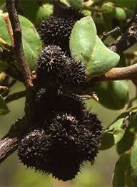 Image result for Dalbergia nitidula