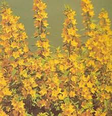 Image result for Lysimachia