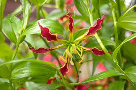 Image result for Gloriosa sessiliflora