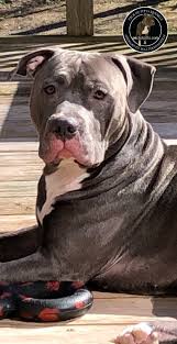 Super se bhi upper american bully pupps on the floor 9205546224 royal orchid paws all over india delivery all breed pupps available 9205546224. Pin On Pit Bull Puppies So Cute