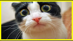 Ini dia cara para kucing menaklukkan dunia! Imut Gambar Kucing Yang Lucu