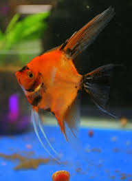 Black And White Koi Angelfish Ultimate Coverage Koi Angelfish Angel Fish Fish Koi Fish