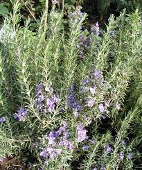 Rosmarin Vermehrung Und Pflegetipps Mein Schoner Garten Rosmarin Pflanzen Tipps