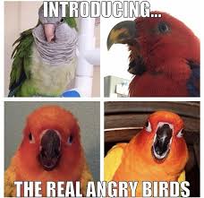 Parrot Memes Funny Parrots Parrot Owl Bird