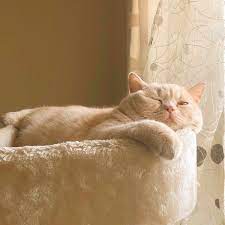 みかんとじろうさん家 jirosan77 ทว ตเตอร cats animals