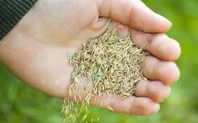 Can you really put down too much grass seed? How To Sow A New Lawn From Seed The Lawn Store