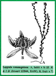 Image result for Boraginaceae