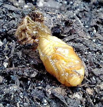 Pupa - Entomologists' glossary - Amateur Entomologists' Society (AES)