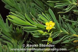 Image result for Surianaceae