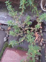 Image result for Dysphania procera