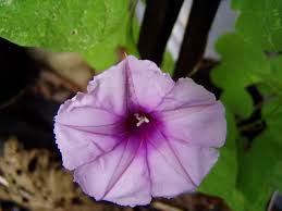 Image result for Ipomoea turbinata