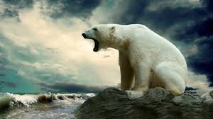 We did not find results for: Polar Bear Wallpaper 1920x1080 58910