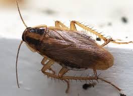 The best way to eliminate the german roach in homes, apartments, nursing homes, hospitals and restaurants is to use a combination of max force roach gel bait and gentrol. German Cockroach Prevention Methods For Indianapolis Homeowners