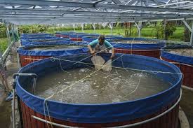 Ukuran Kolam Terpal Ikan Nila 1000 Ekor Soalan Bo