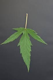 For your hardy hibiscus plant to bloom to its greatest potential, it needs about six hours a day of full sun. Blue Angel Winter Hardy Hibiscus Hibiscus Moscheutos L In Hortscience Volume 47 Issue 2 2012