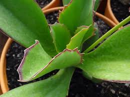Kalanchoe Gremlin Plant Leaves House Plants Plants