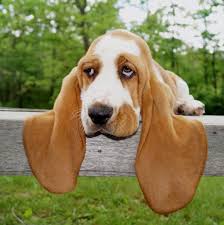 If only i didnt have kittens, basset hound puppies have been a life long dream! Cozy Cabin Bassets Home Facebook