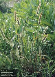 Image result for Agrostis isopholis